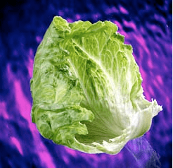 iceberg.png