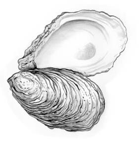 oyster.png