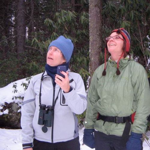 calling all chickadees